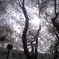 桜満開