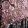 枝垂桜