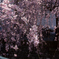 枝垂桜