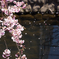 枝垂桜