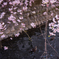 枝垂桜