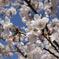 DSC02266a