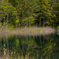 Swamp mirror