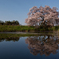 浅井の一本桜