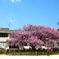 緋寒桜様