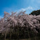 田ノ頭のしだれ桜