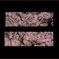 1__flame67_5x57_5_sakura