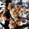 夕暮れ桜