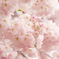 さくらばたけ