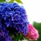 紫陽花の咲くころ