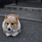 ちょこん。