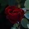初薔薇２