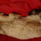 zzz
