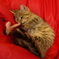ねこ