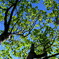 May colors