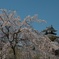 掛川城の桜