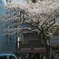 桜の名所の酒屋さん