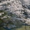 千鳥ヶ淵の桜