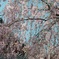 上野の桜