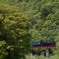 新緑の大井川鐵道