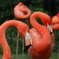 フラミンゴ