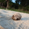 Hermit Crab