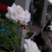 犬とバラ