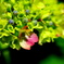 【紫陽花】