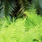 Green Green