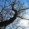 SAKURA 2012