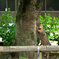 公園的美猫コンテスト