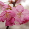 桜　２