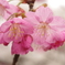 桜　３