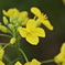 菜の花