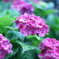 紫陽花