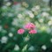 気になる花