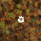Last flower