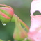 蕾としずく・・・