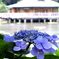 2006 浜離宮の紫陽花