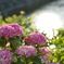 紫陽花