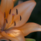 Lily - ゆり