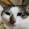 ねこ