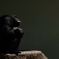 brooding