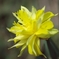 謎の花