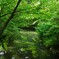 妖精たちの森