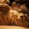 眠り招き猫