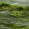 新緑の流れ