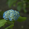 紫陽花