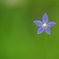 草原の花火