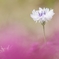 初夏の花